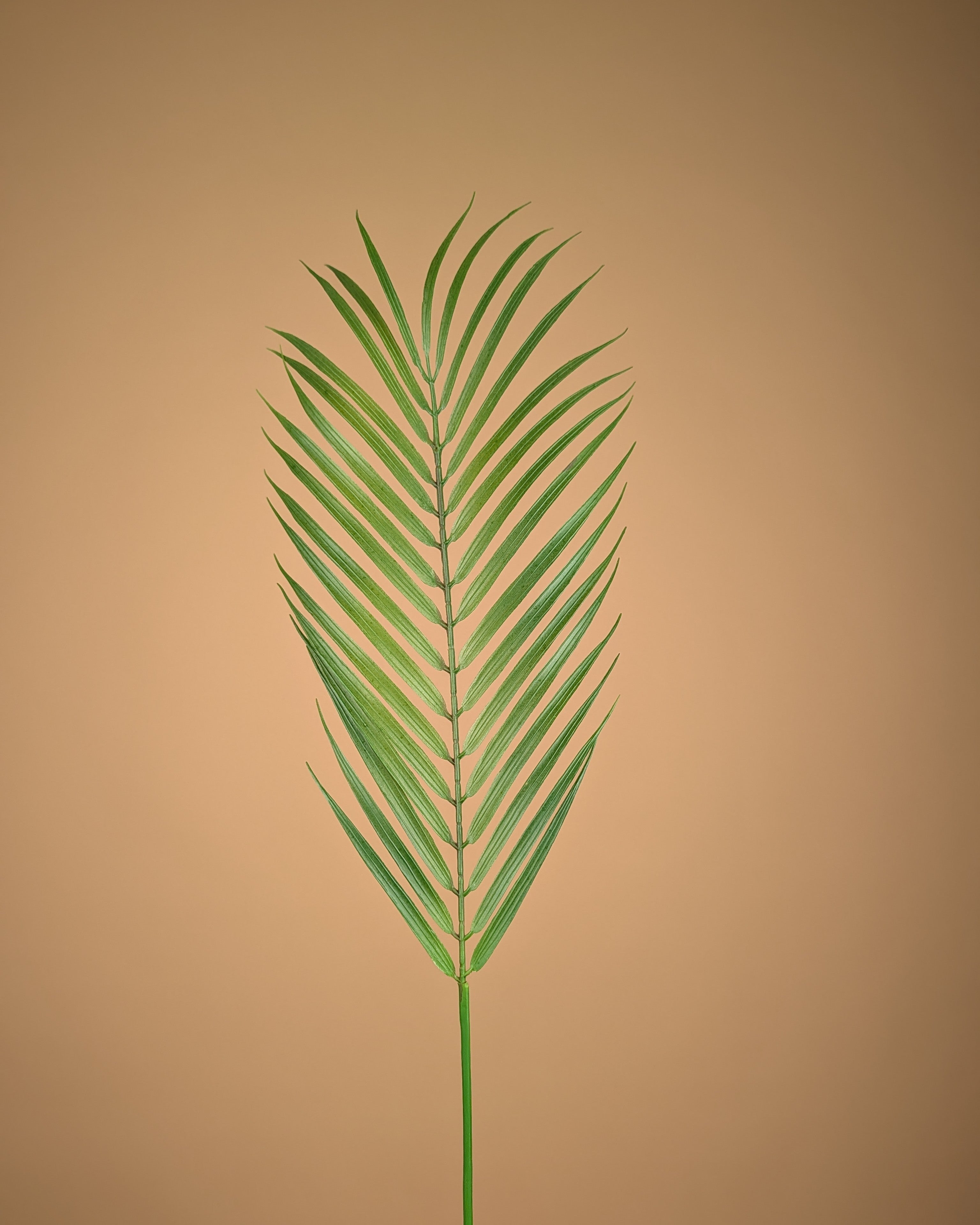 Zijde Chamaedorea – Groen (75 cm)