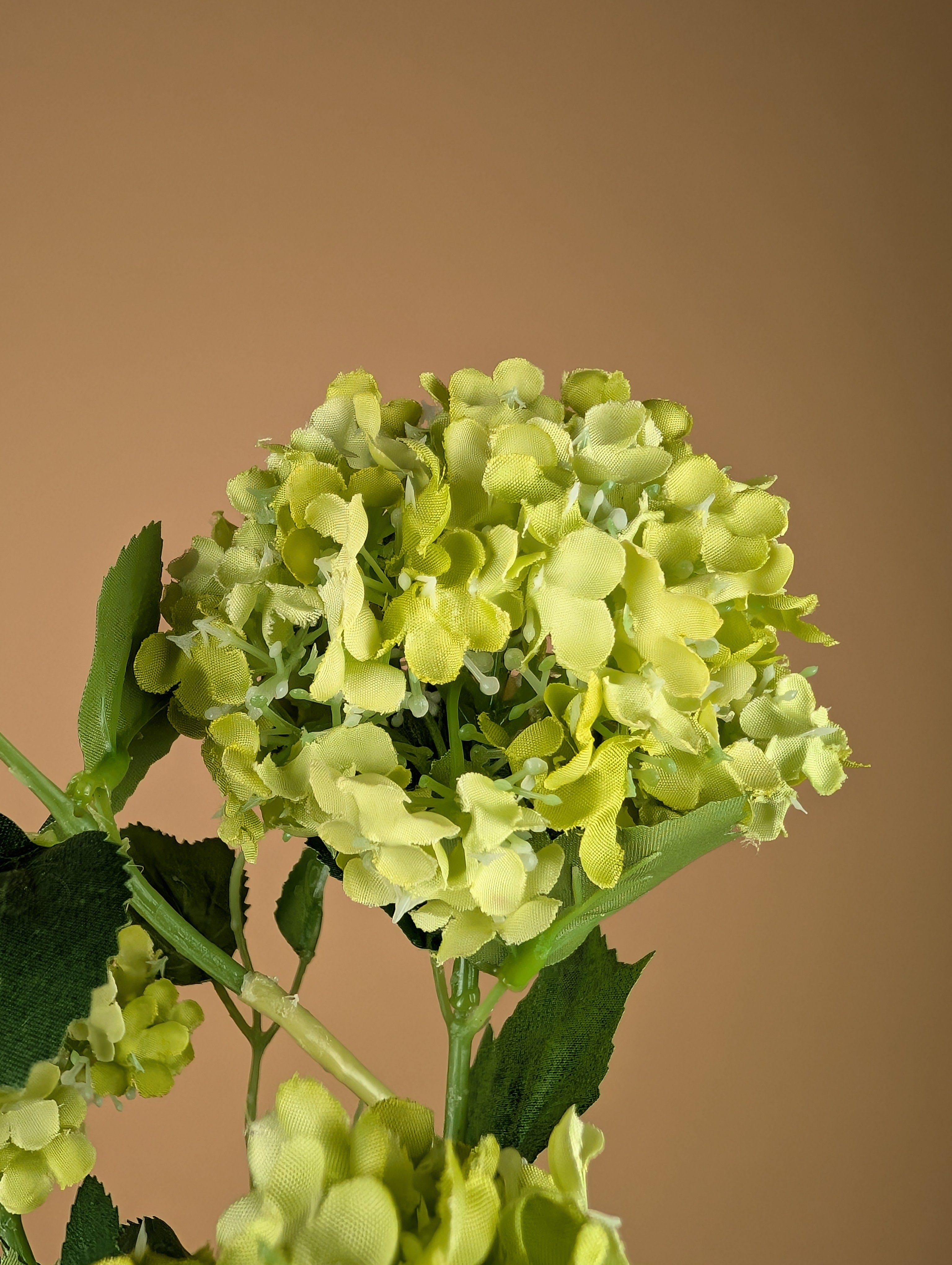 Viburnum soyeux boule de neige – Vert (75 cm)