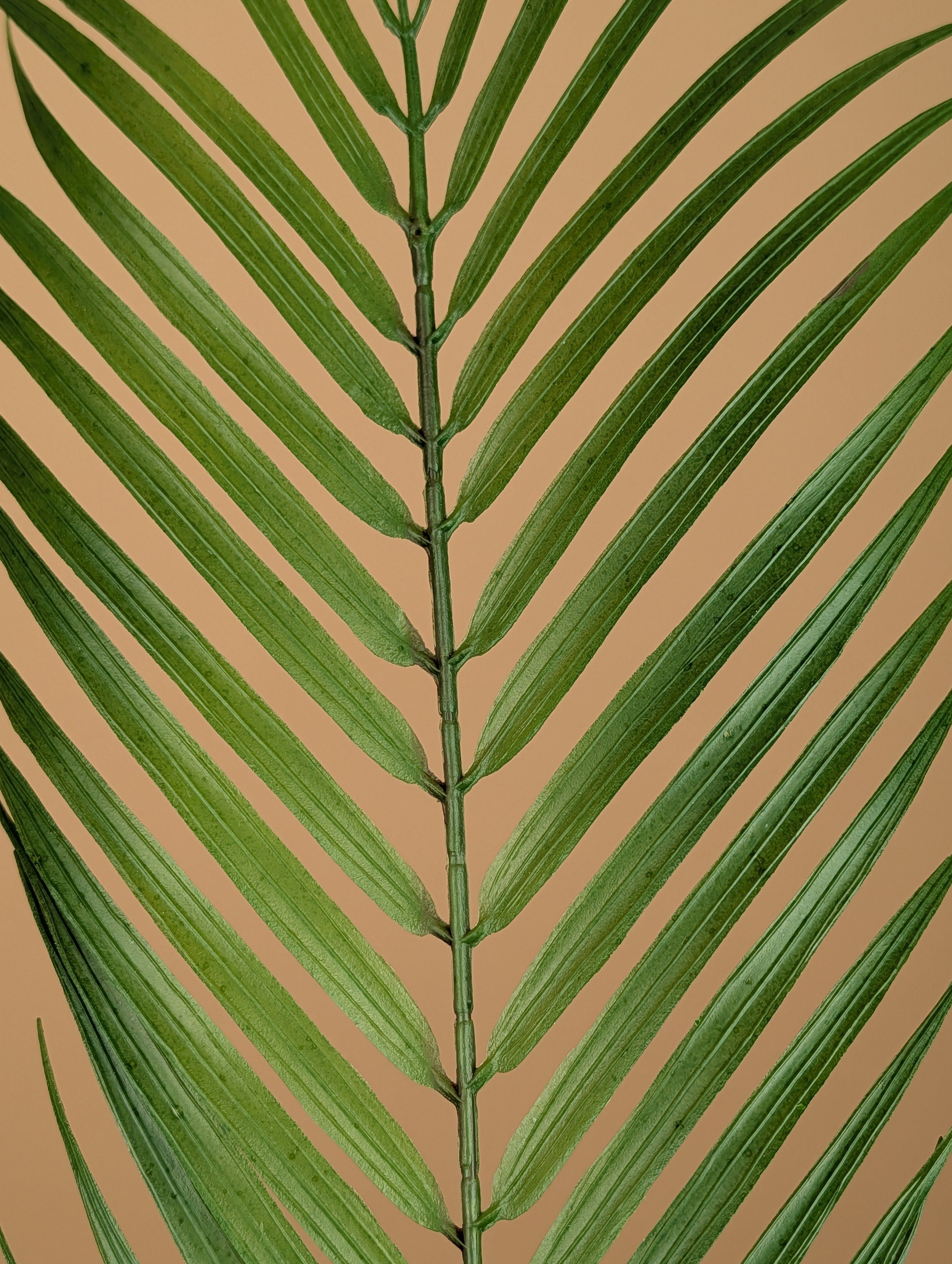 Zijde Chamaedorea – Groen (75 cm)