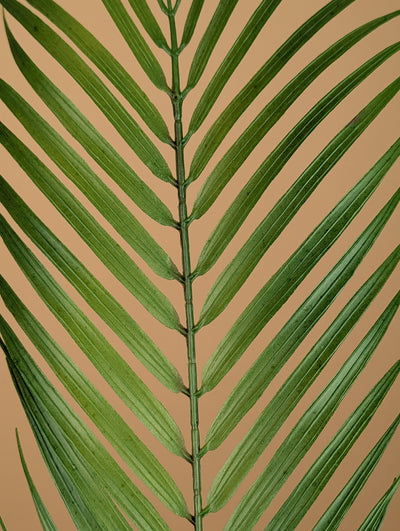 Zijde Chamaedorea – Groen (75 cm)