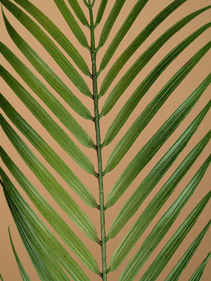 Zijde Chamaedorea – Groen (75 cm)