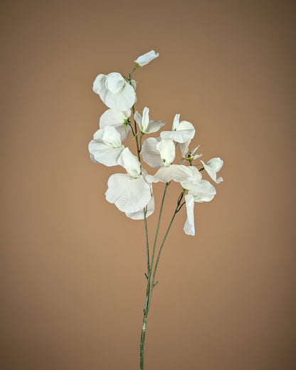 Zijde Lathyrus – Crème (75 cm)