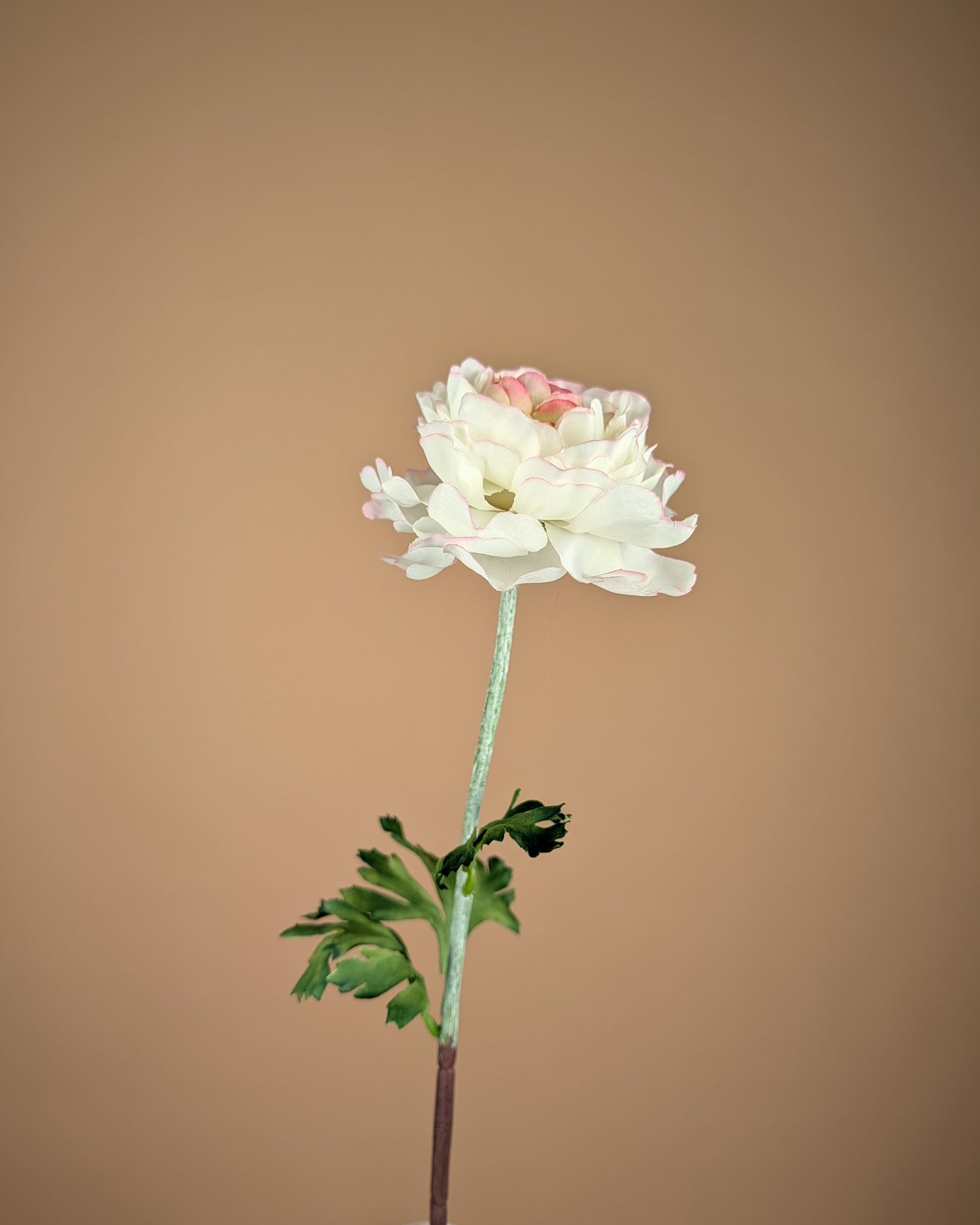 Zijde Ranonkel Spray – Crème/Roze (50 cm)