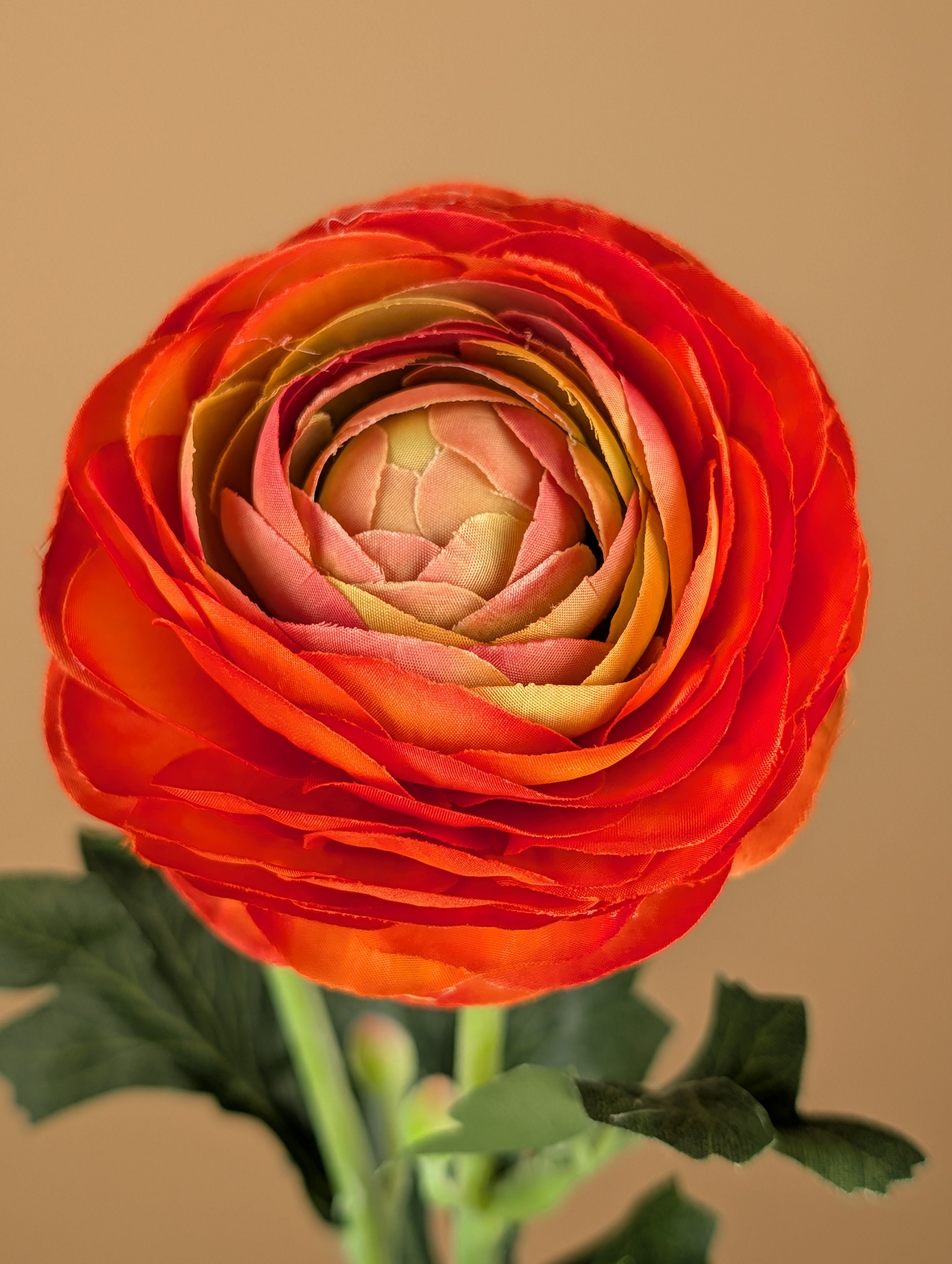 Zijde Ranunculus – Warm Oranje (51 cm)