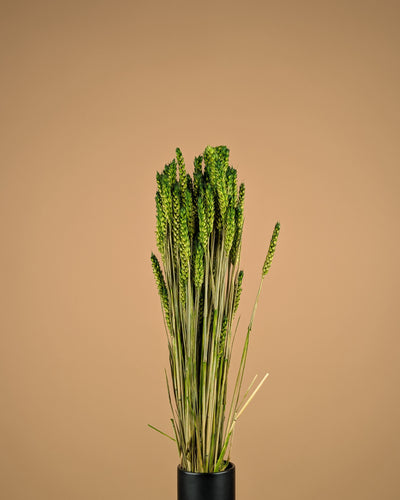 Green de blé séché (Triticum)
