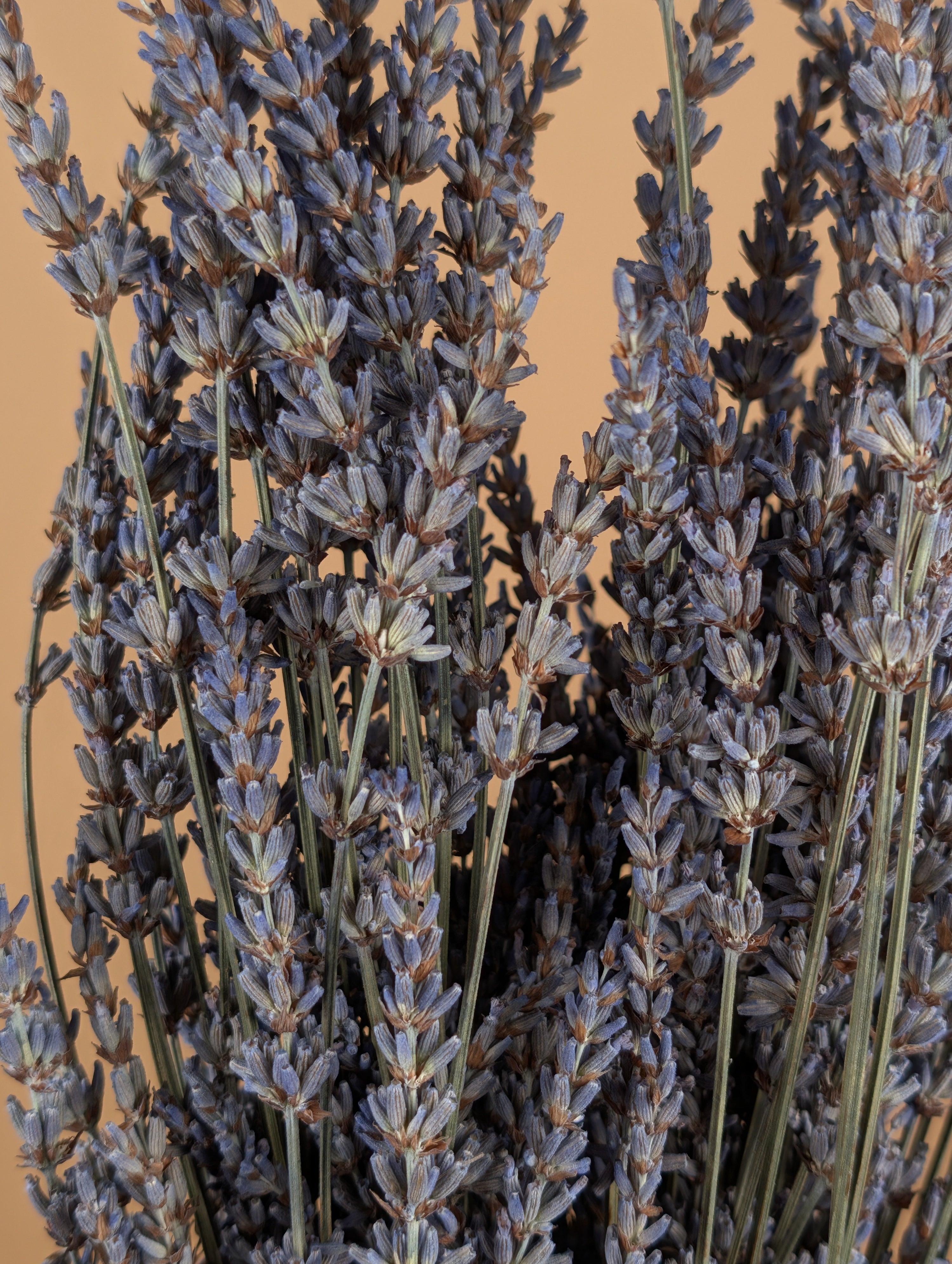 Gedroogde lavendel – naturel blauw