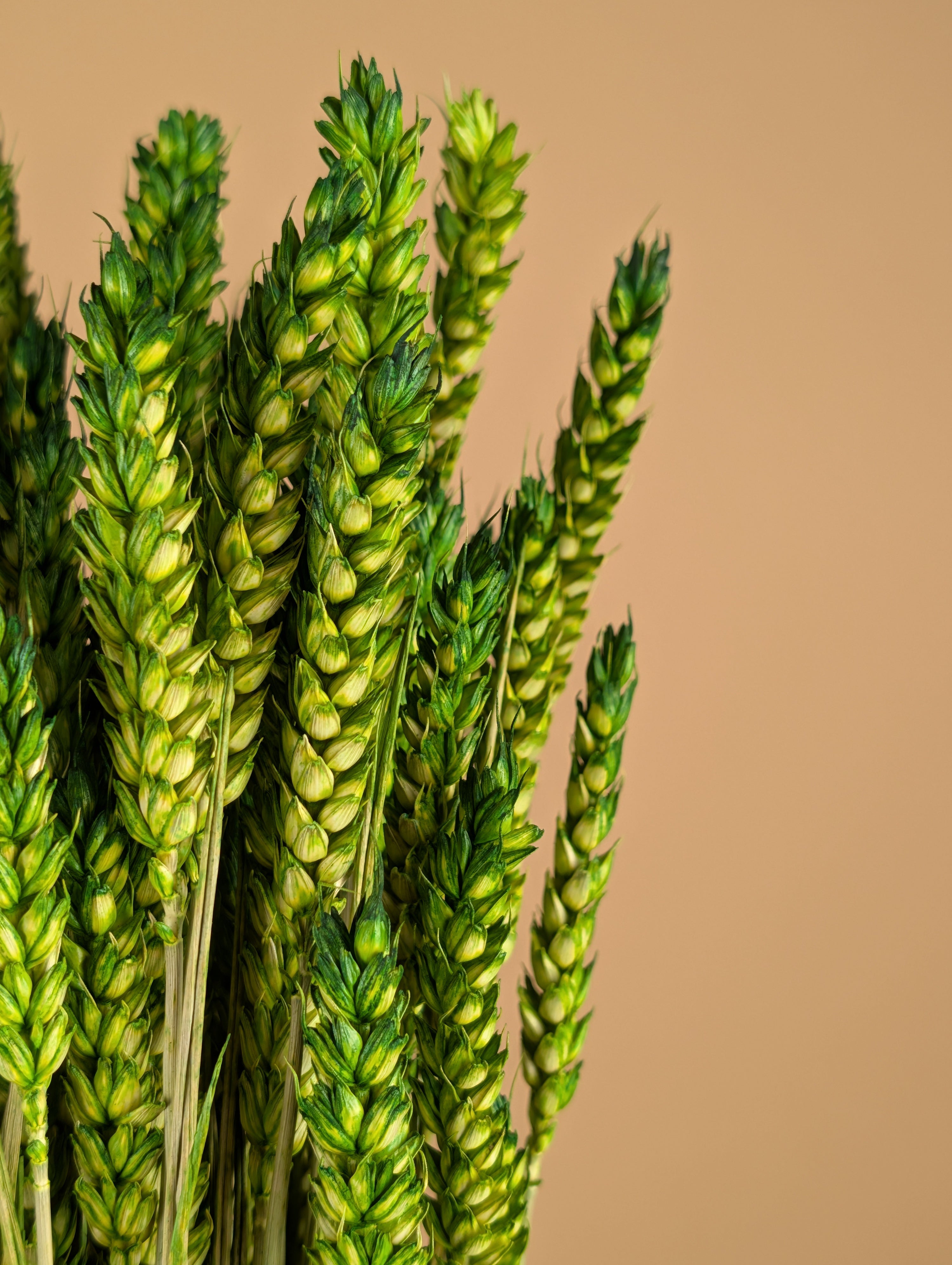 Green de blé séché (Triticum)