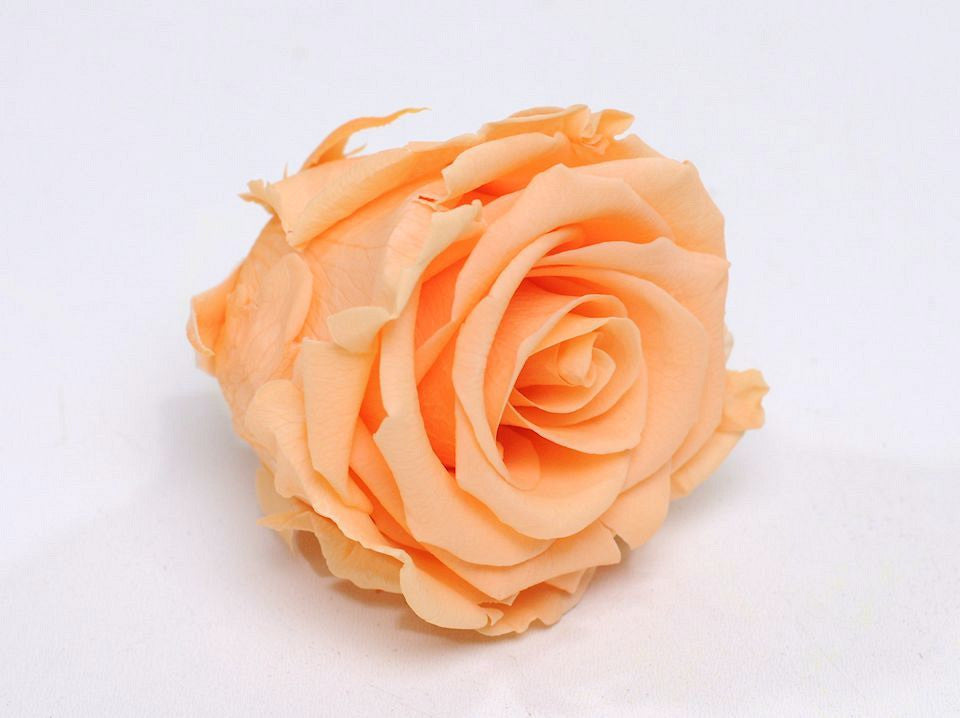 Tête de rose 5 cm pêche