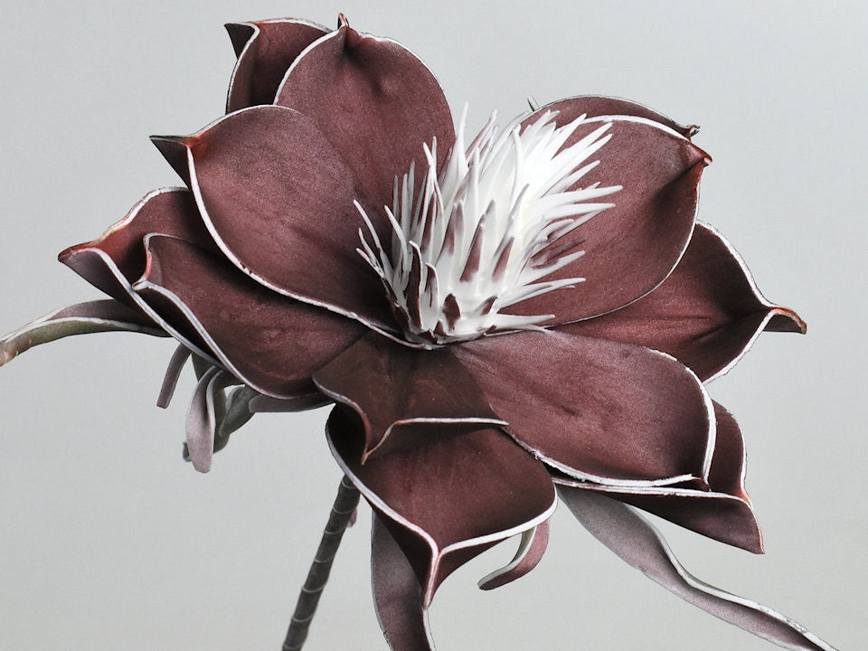 Schaumbloem Aubergine, D 20 cm