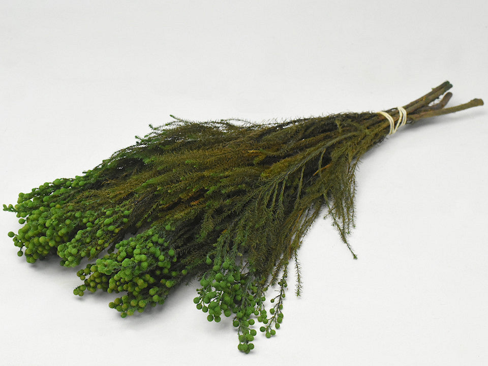 Lanuginosa Groen 40cm