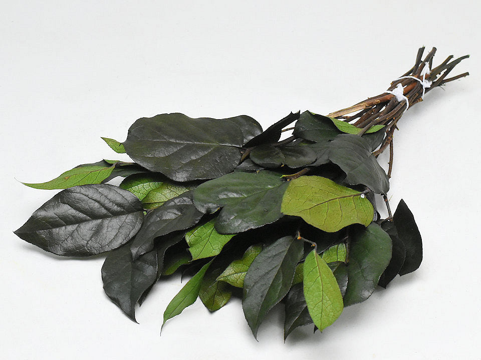 Salal Groen L45cm