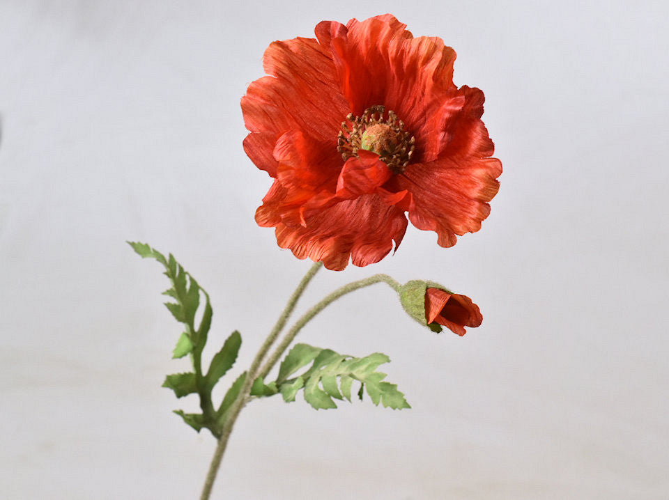 Klaproos Rood 65cm