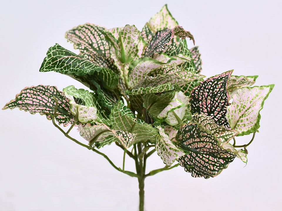 Art Fittonia Plant 25 cm vert