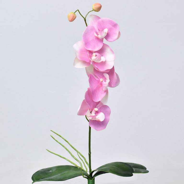 Phalaenopsis rose 44cm