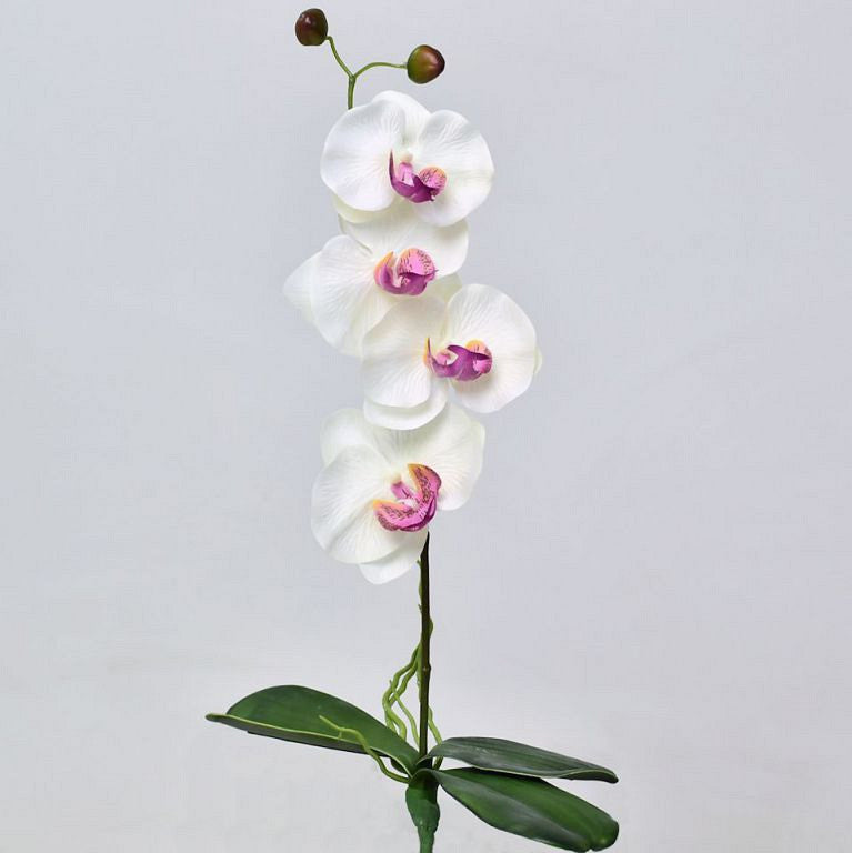 Phalaenopsis 44 cm blanc