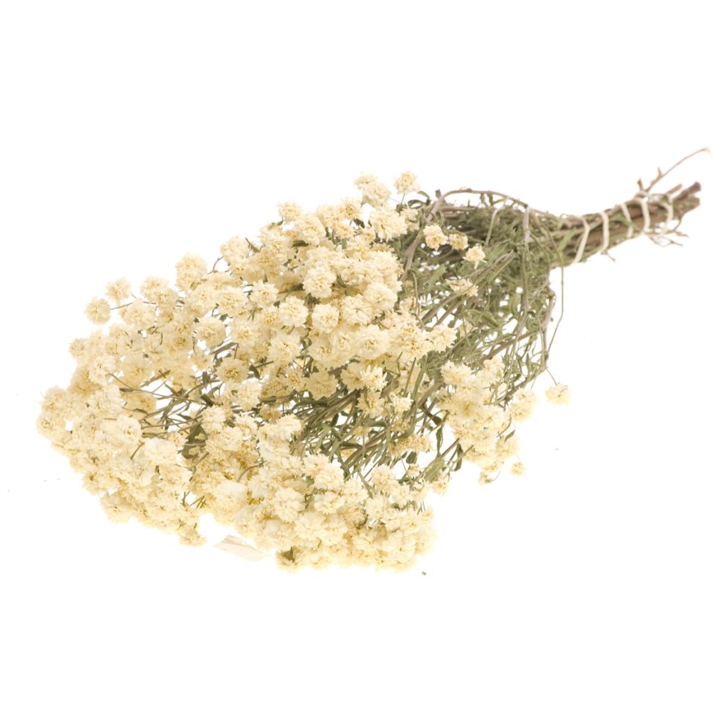 Gedroogde Achillea Ptarmica – Naturel Wit