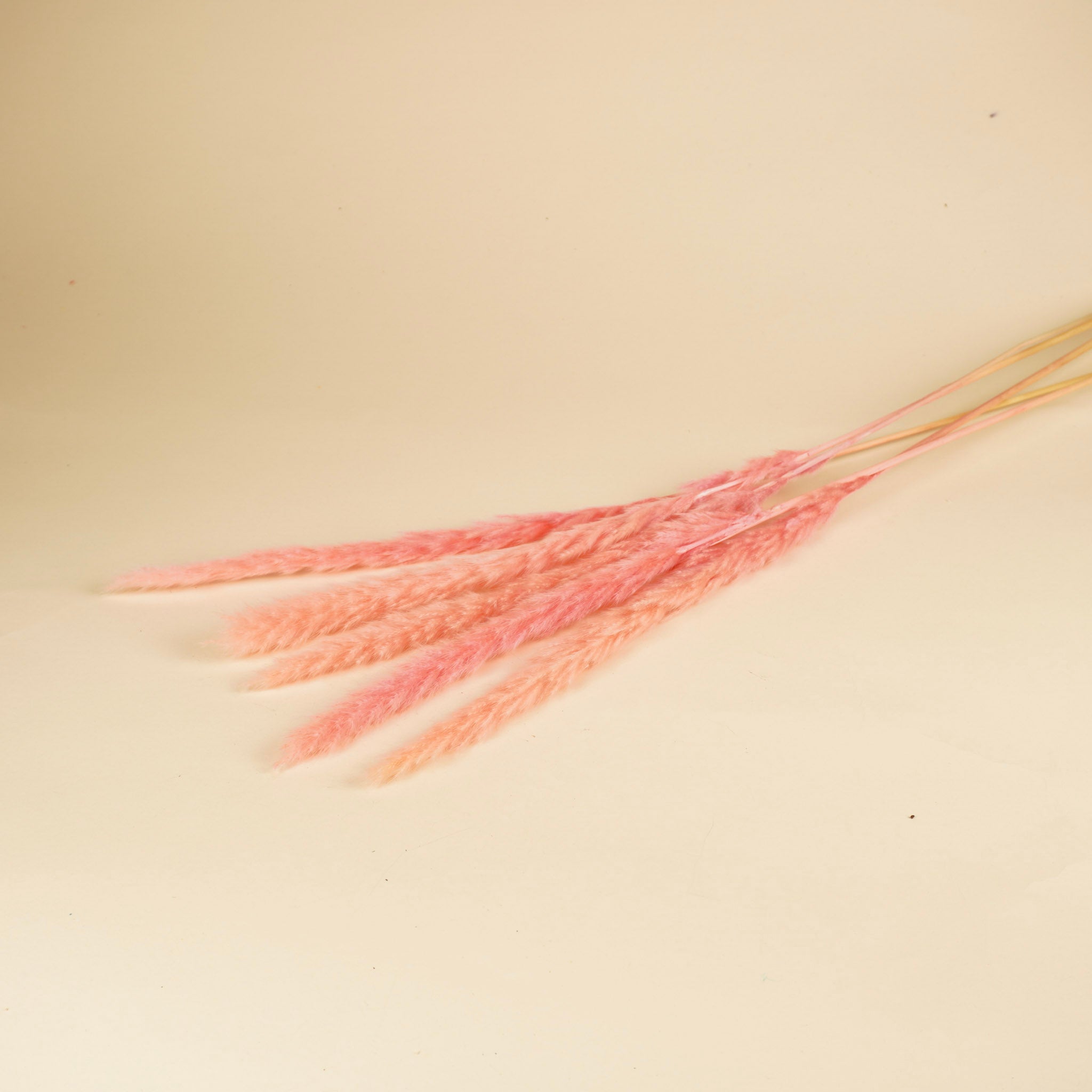 Fluffy pampas (miscanthus) - licht roze