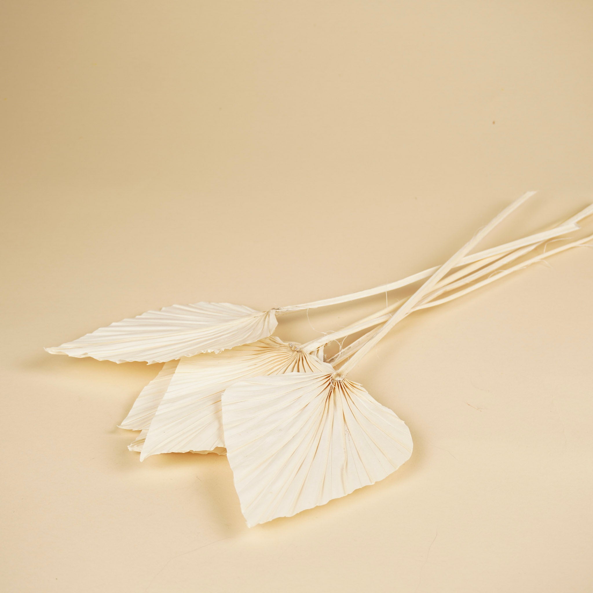 Gebleekte palm speer – wit