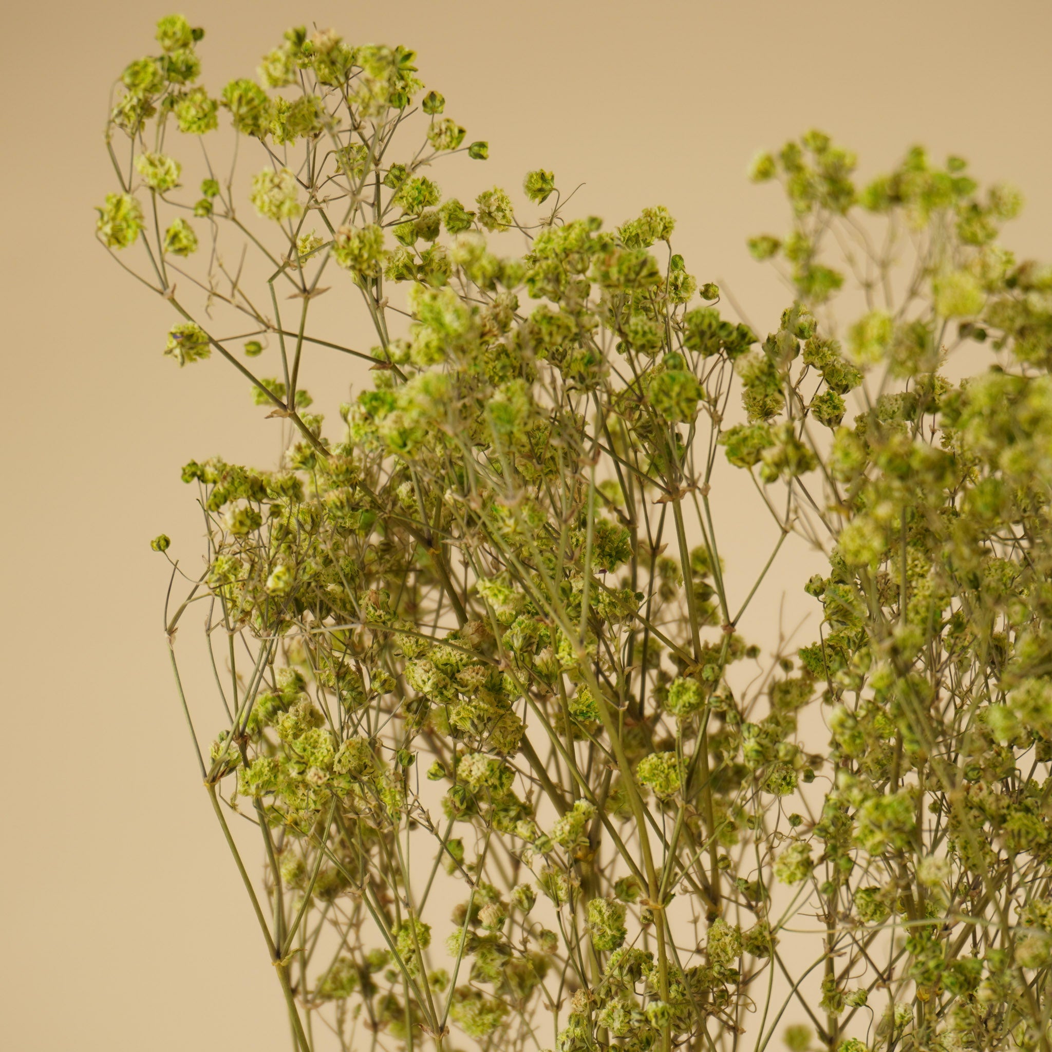 Gypsophila dried green (gypsum)