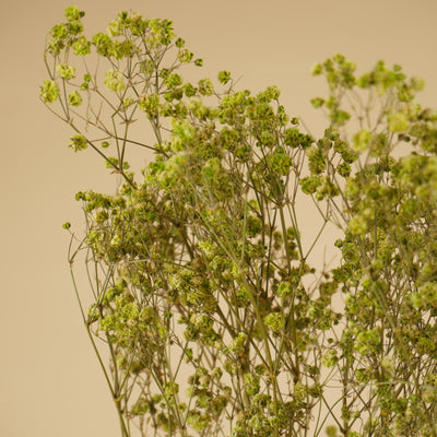 Gypsophila dried green (gypsum)