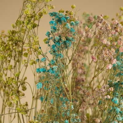 Gedroogd gipskruid (gypsophila) – regenboog kleuren