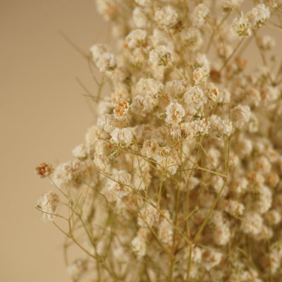 Gedroogd gipskruid (gypsophila) – wit naturel