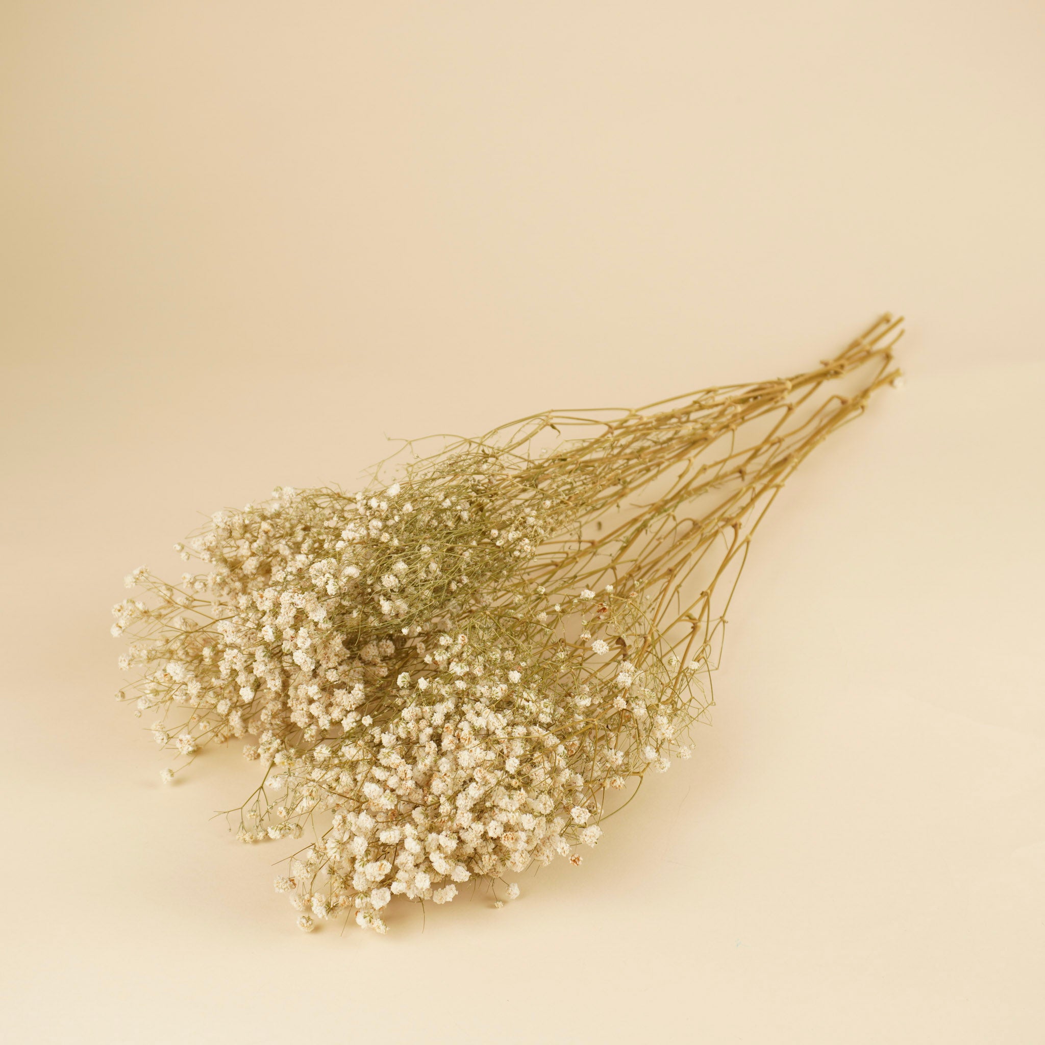 Gedroogd gipskruid (gypsophila) – wit naturel