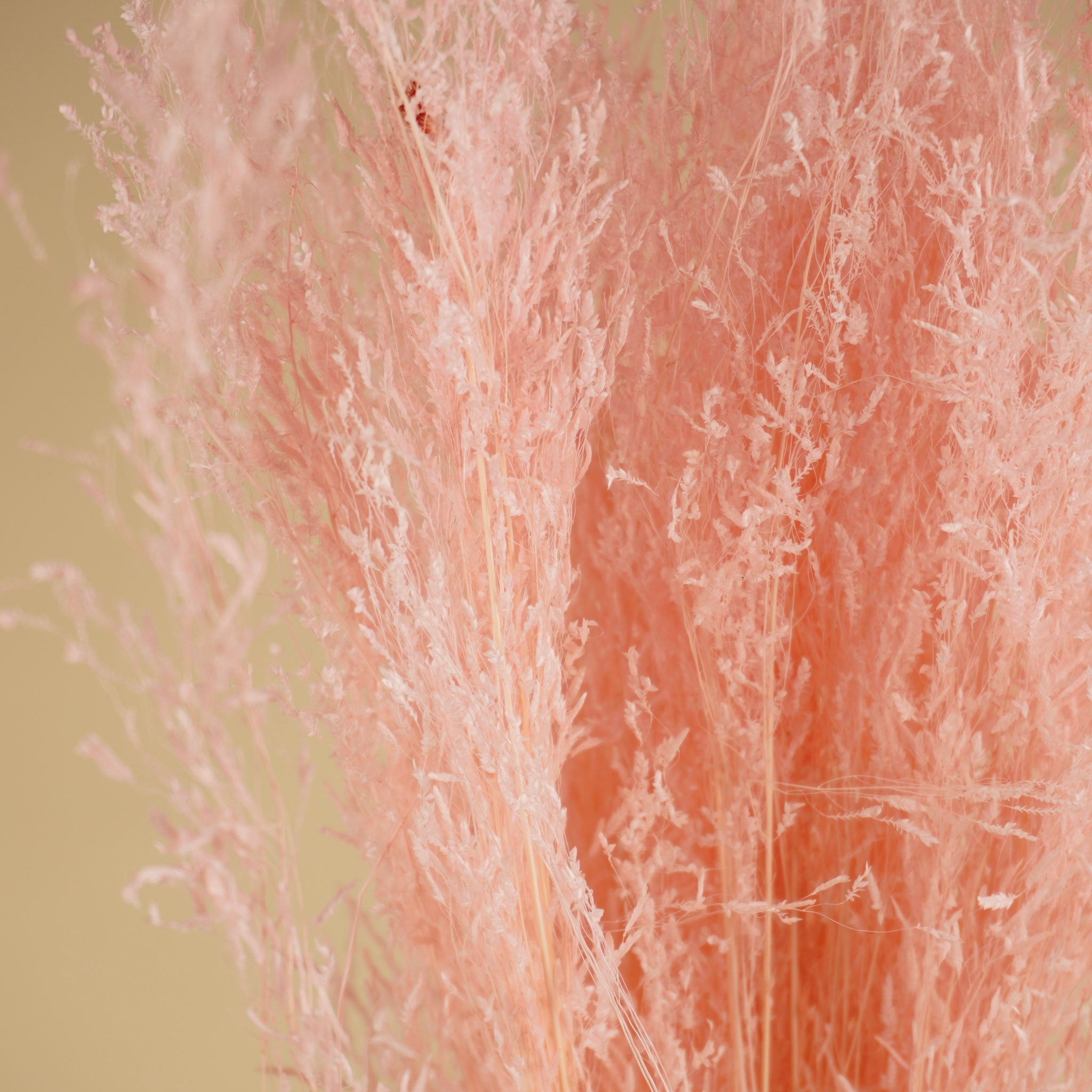 Gedroogd munni grass gebleekt - licht roze