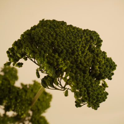Gedroogde achillea – groen