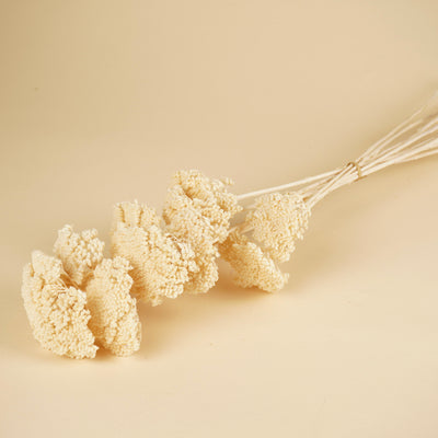 Gedroogde achillea parker – gebleekt