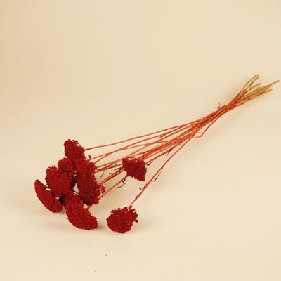 Gedroogde achillea parker – rood