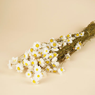 Gedroogde acroclinium – wit