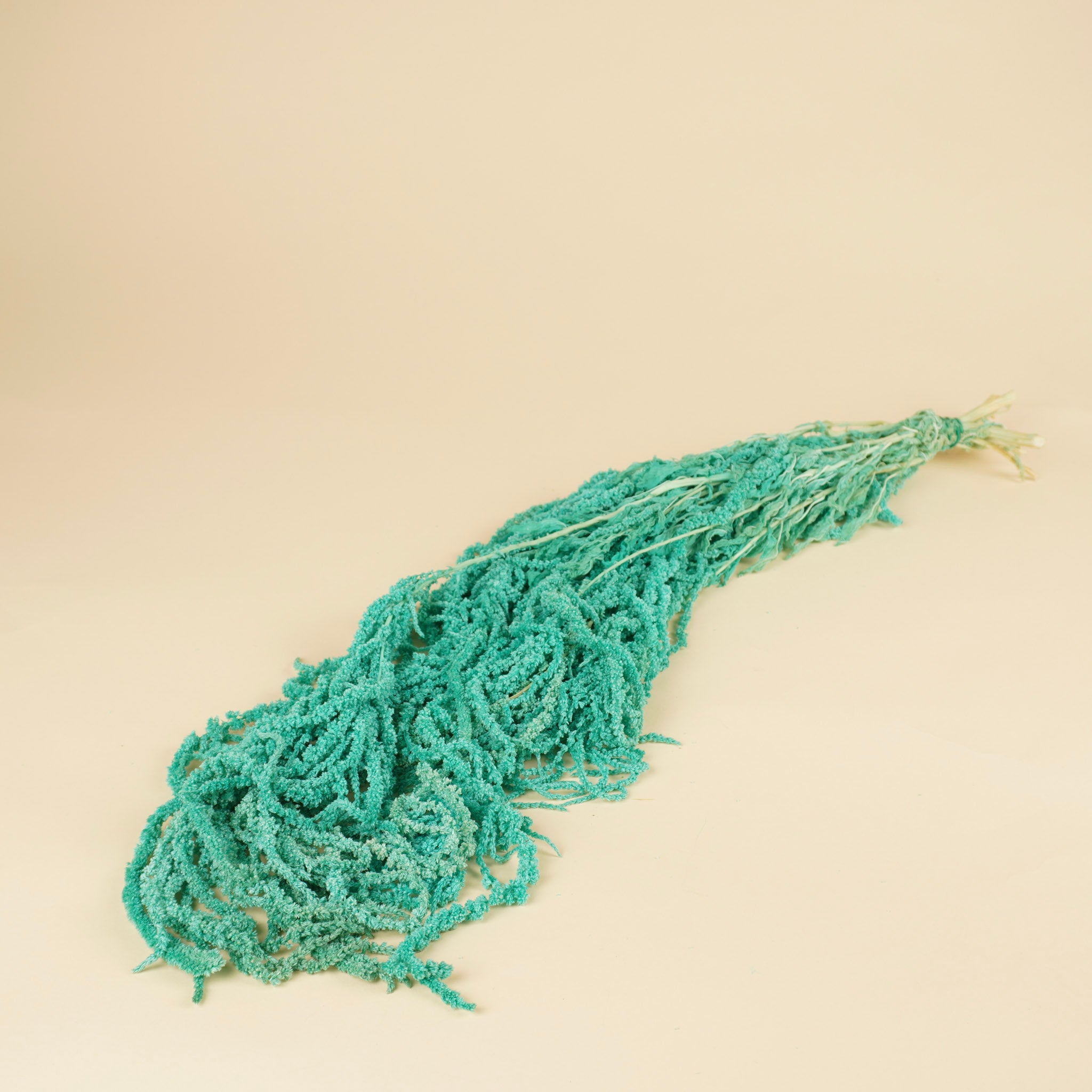 Gedroogde Amaranthus Caudatus – aqua blauw