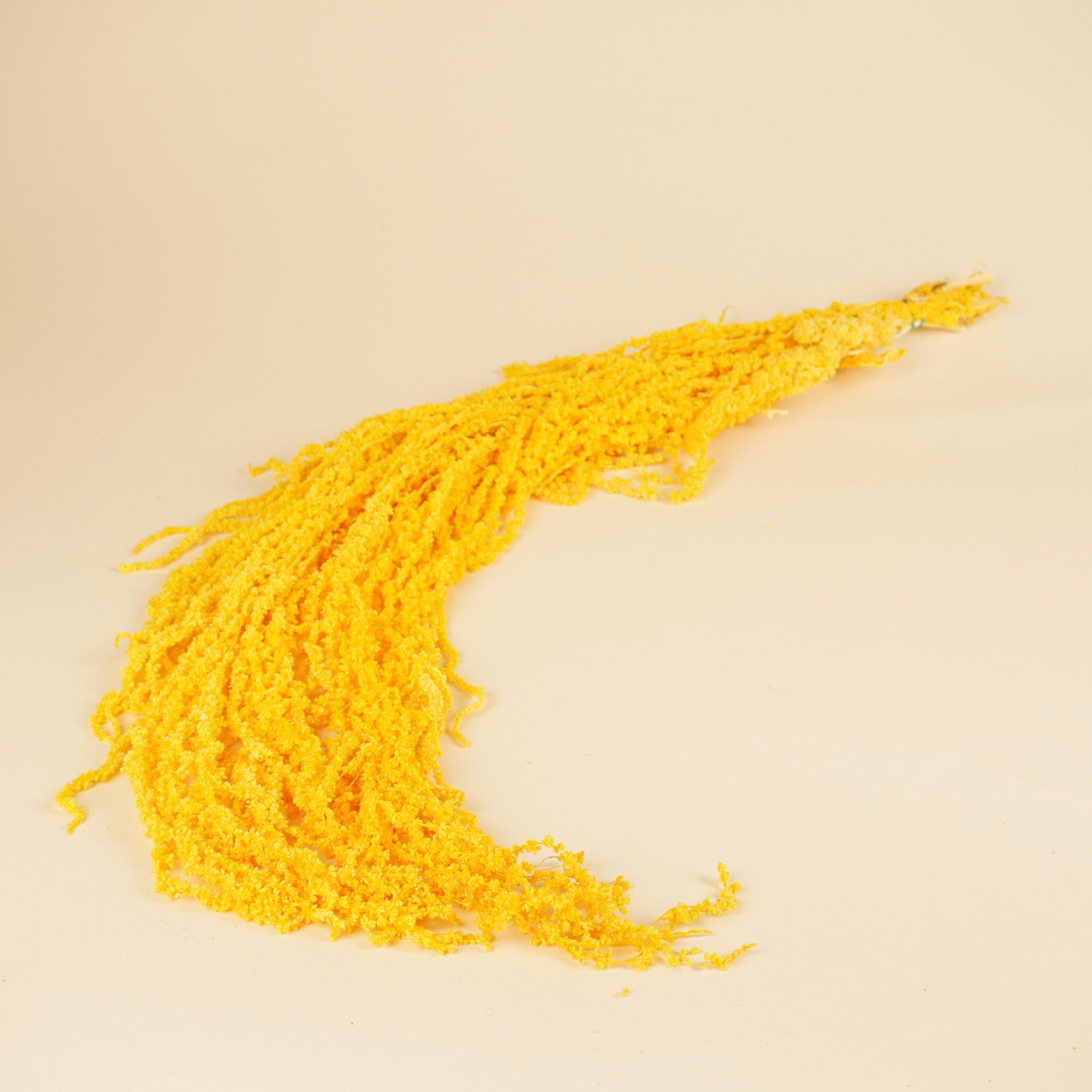 Gedroogde amaranthus caudatus – geel