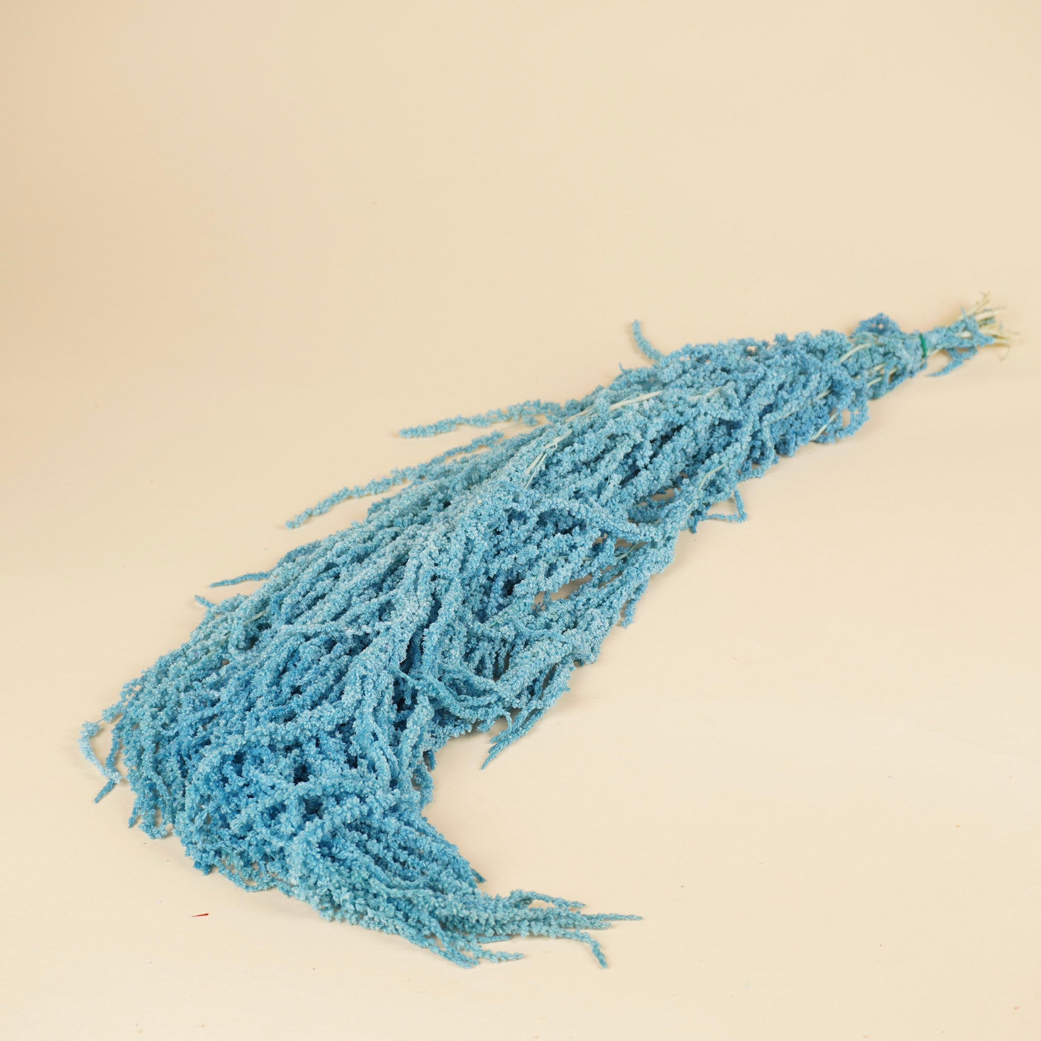 Gedroogde amaranthus caudatus – licht blauw