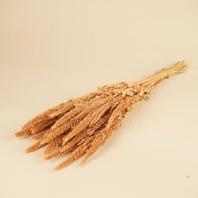 Gedroogde amaranthus – koraal roze