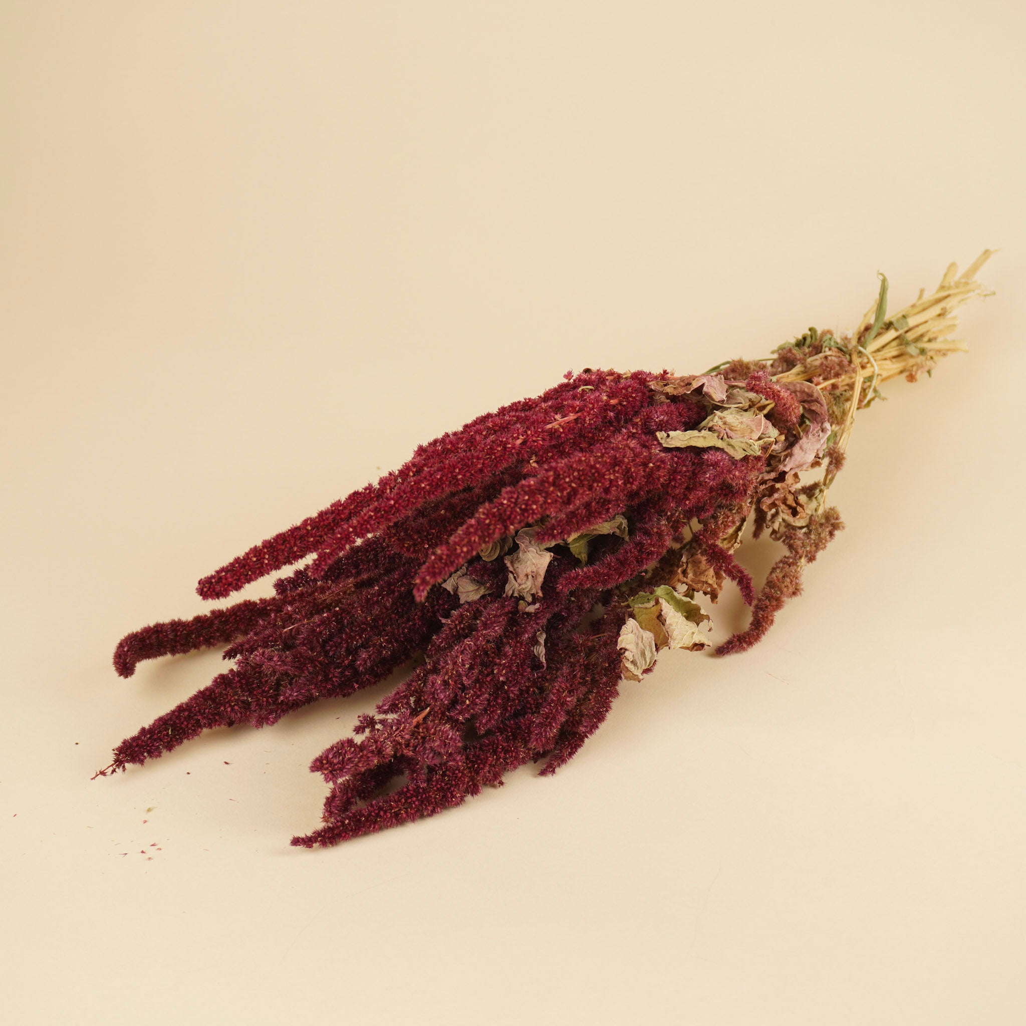 Gedroogde amaranthus – rood