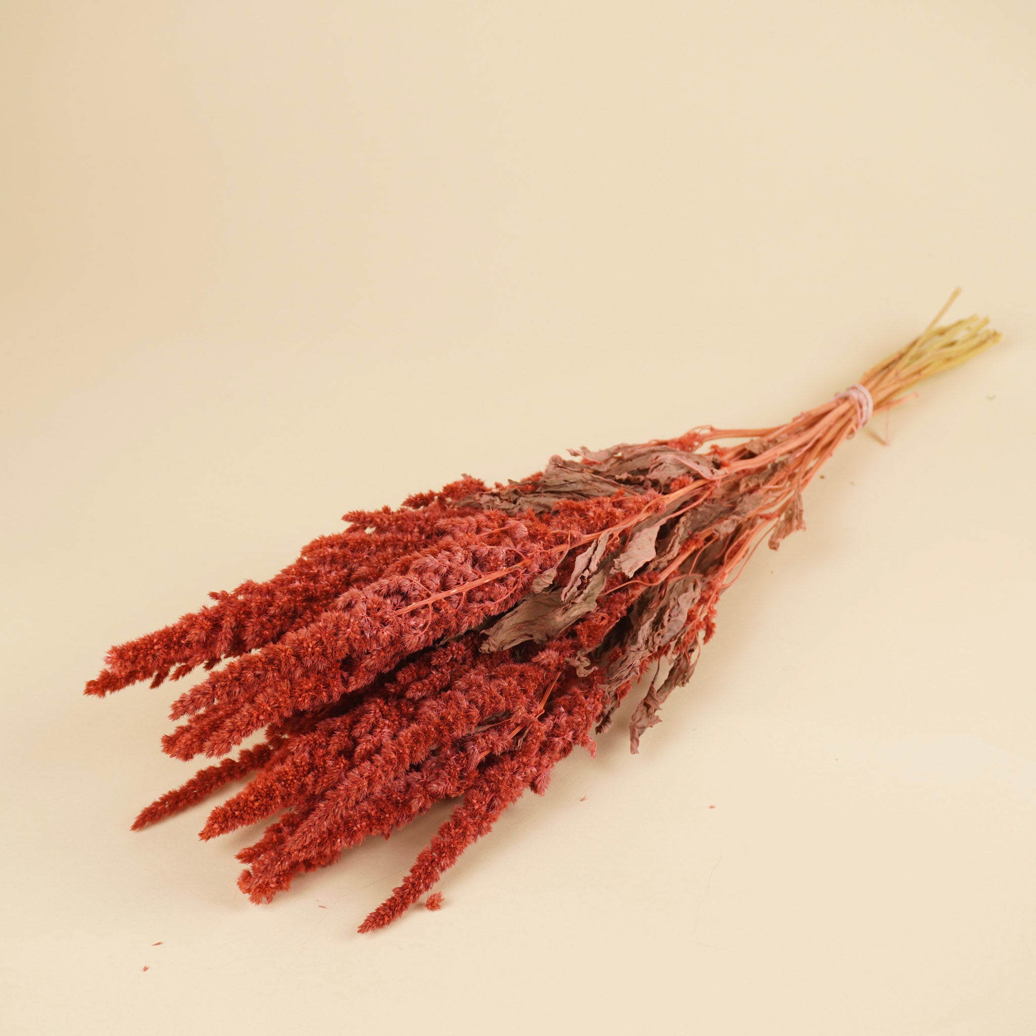 Gedroogde amaranthus – roze