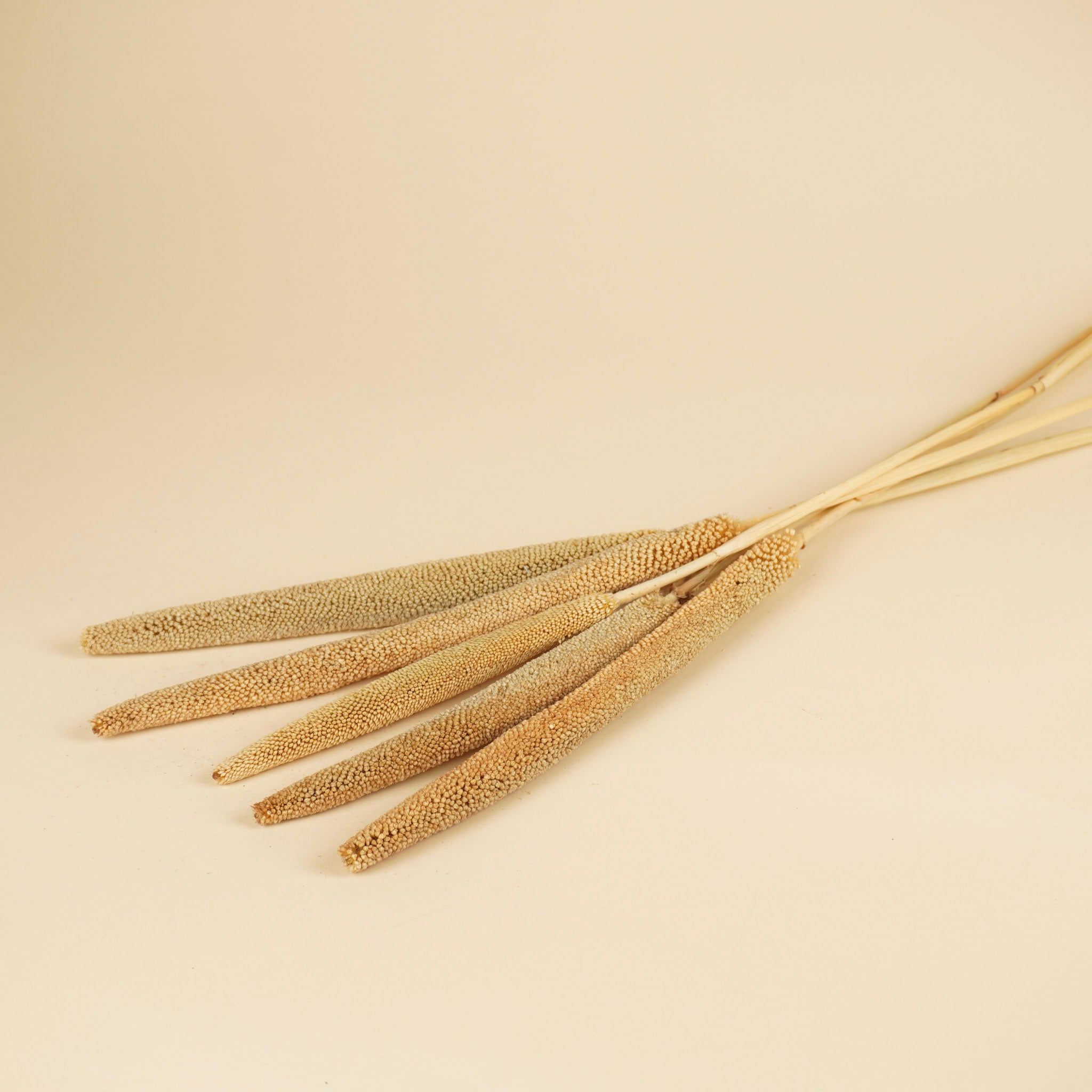 Gedroogde babala – naturel