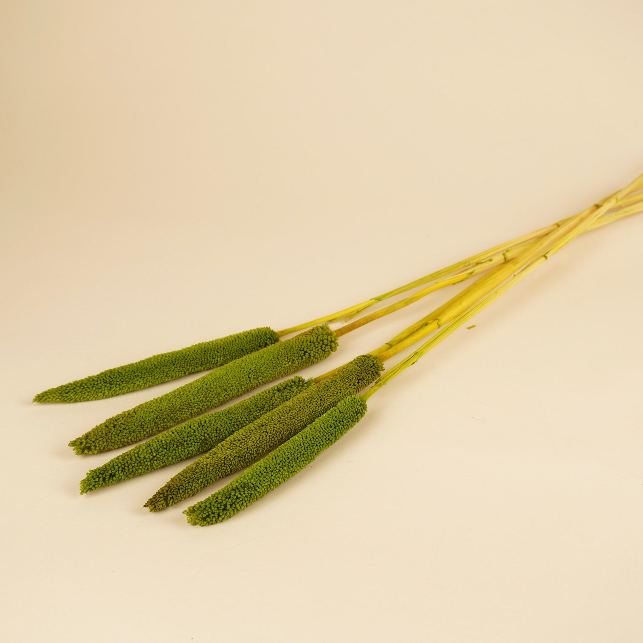 Gedroogde Babala – groen