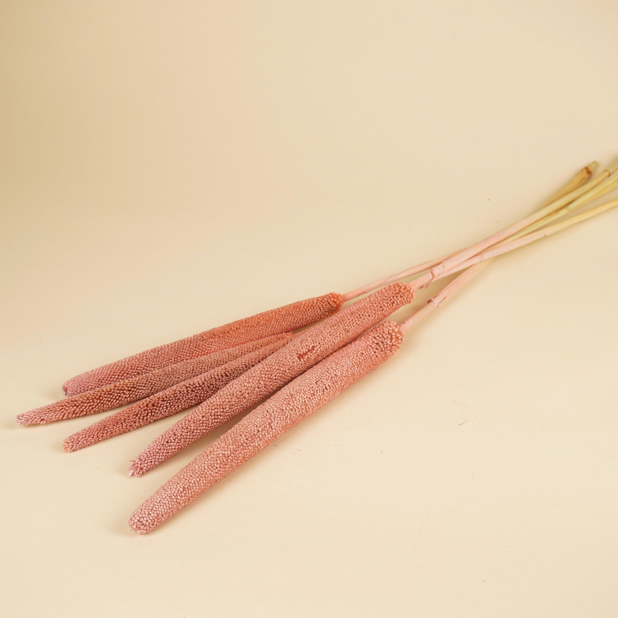 Gedroogde babala – licht roze