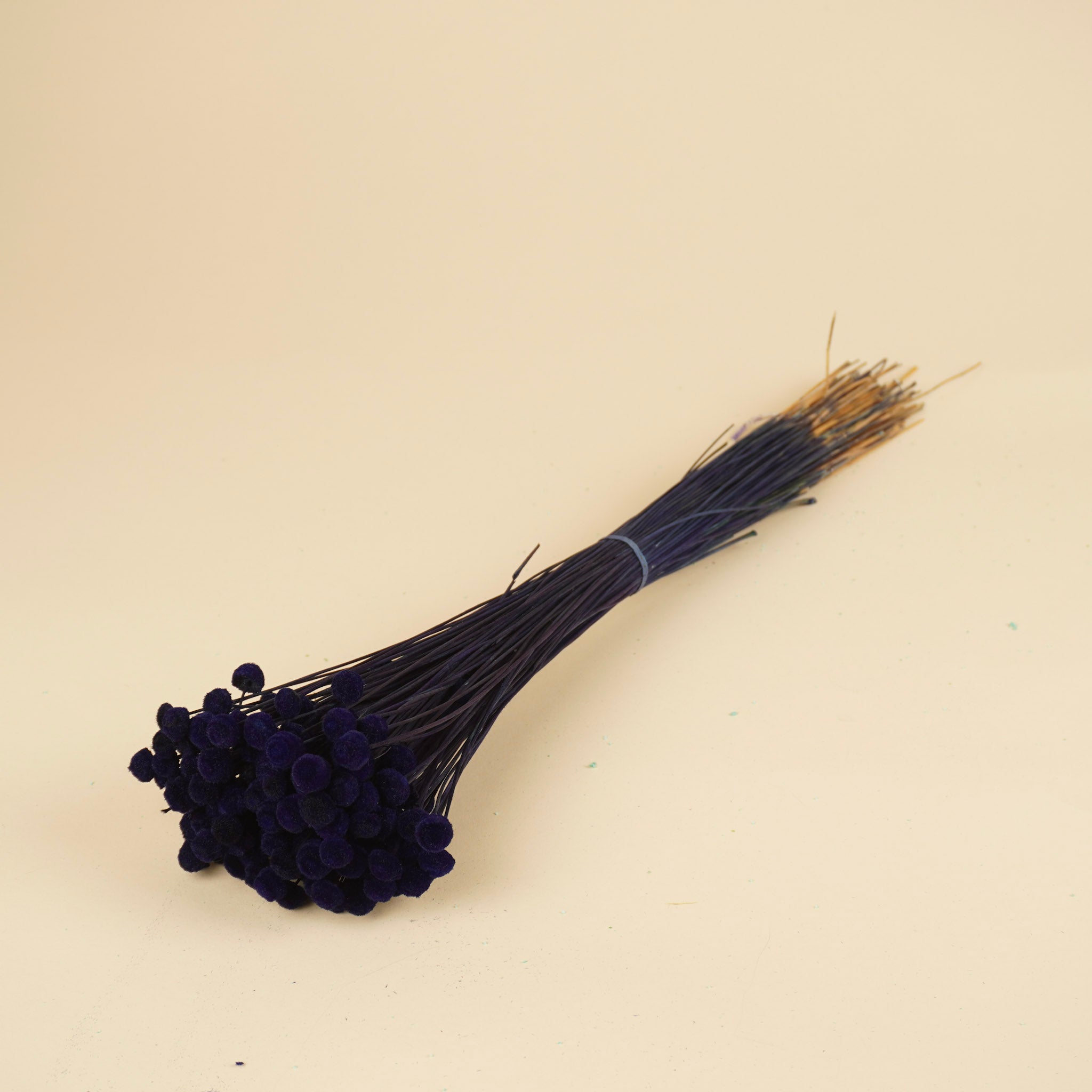 Gedroogde botao botton – donker blauw