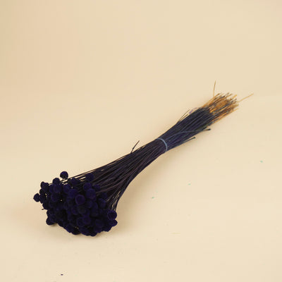 Gedroogde botao botton – donker blauw