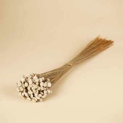 Gedroogde botao – naturel wit