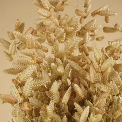 Gedroogde briza maxima – naturel