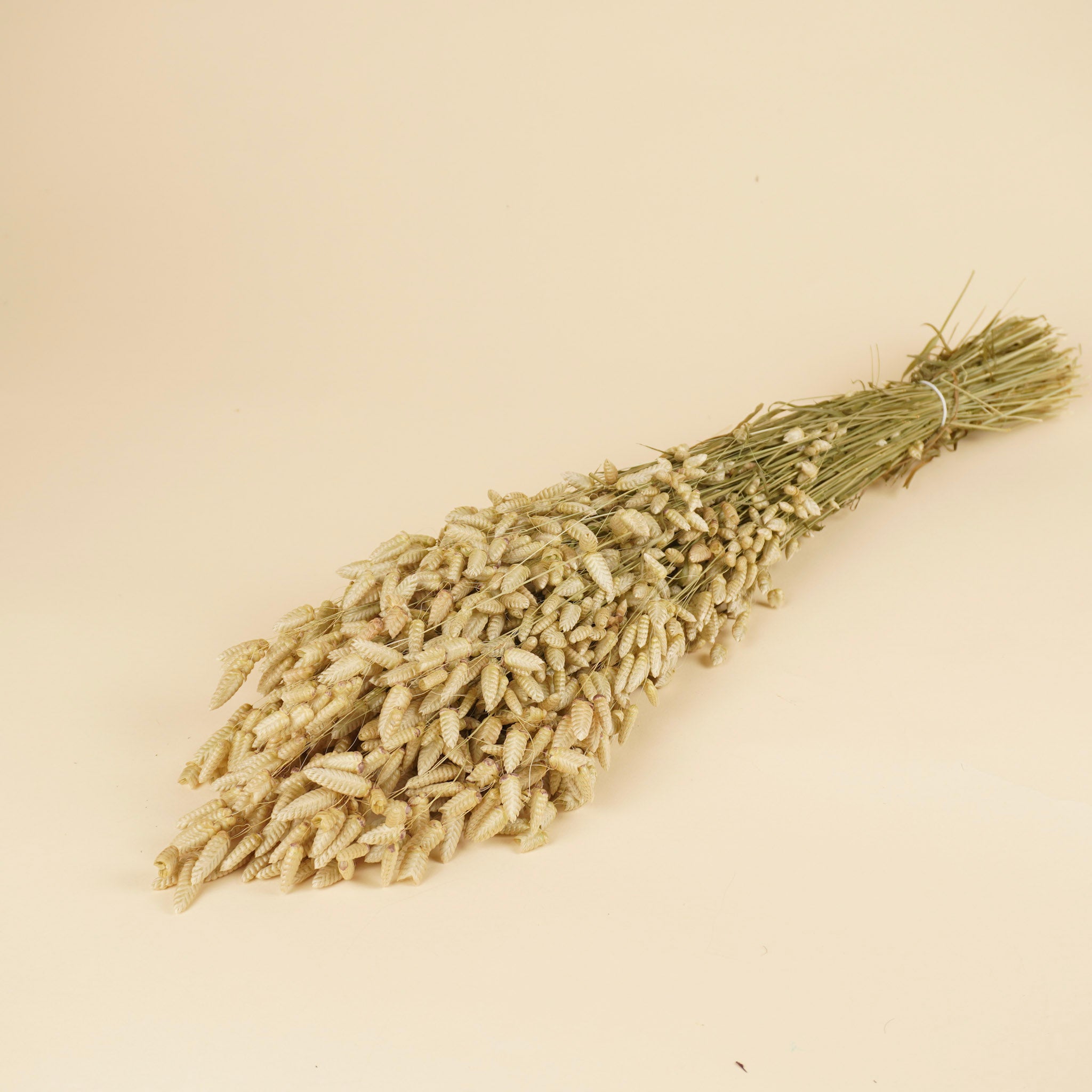 Gedroogde briza maxima – naturel