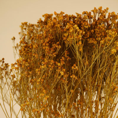 Gedroogde broom bloom – geel geverfd