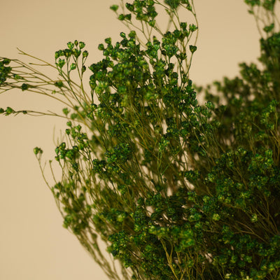 Gedroogde broom bloom – groen