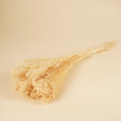 Gedroogde broom bloom – gebleekt wit