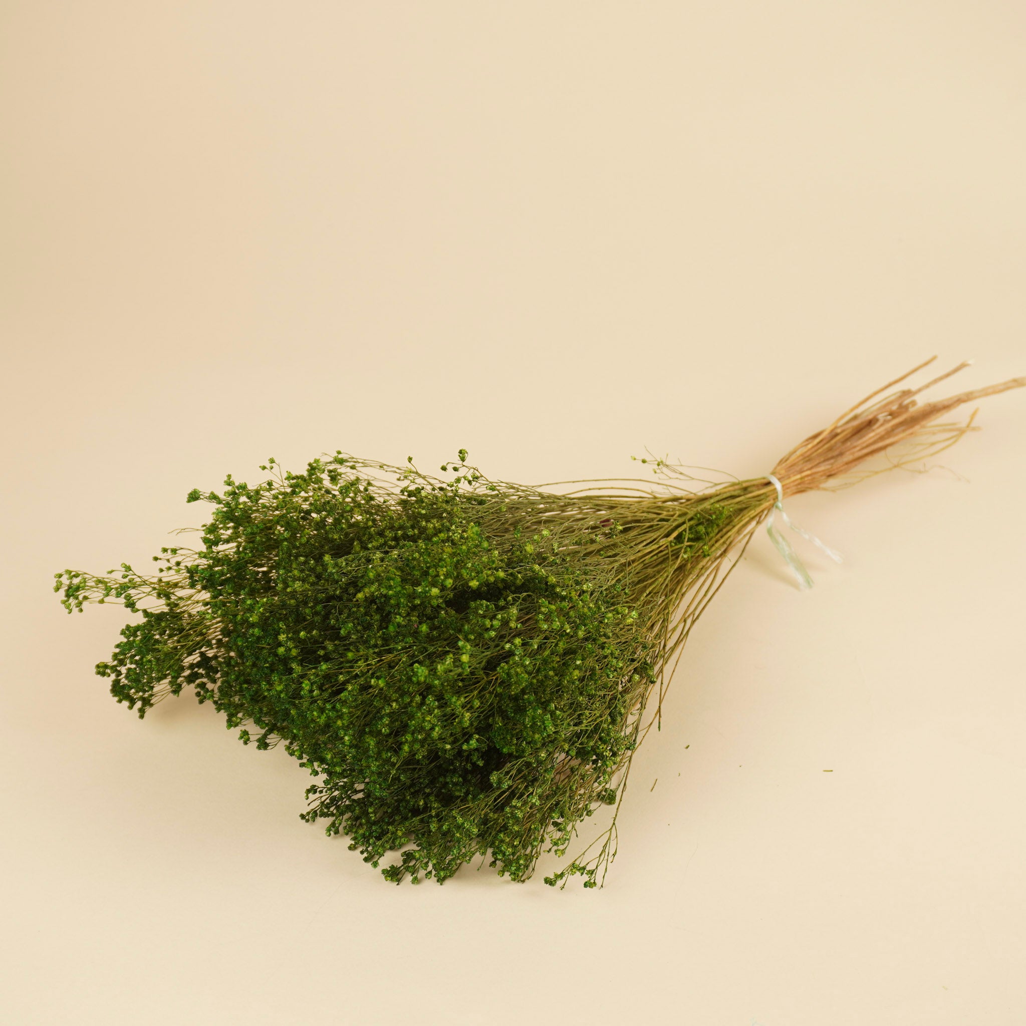 Gedroogde broom bloom – groen